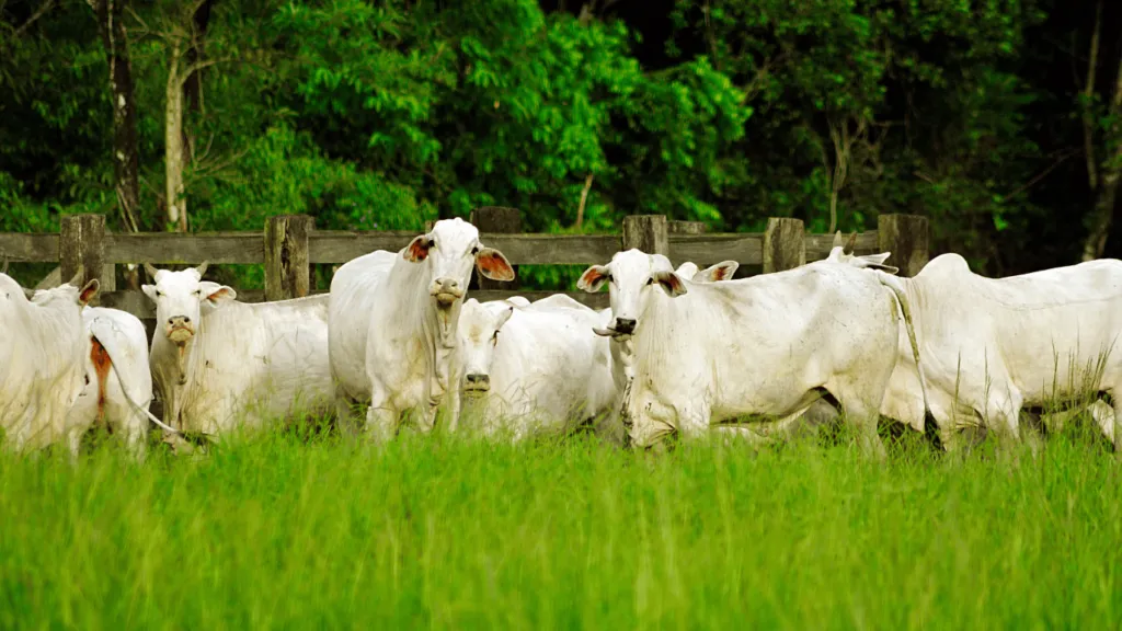 A large herd of white cattle grazing in a green pasture, representing sustainable agricultural investments in livestock farming.