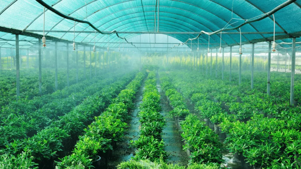 A well-maintained greenhouse with an advanced irrigation system, showcasing innovative agricultural investments in controlled-environment farming.